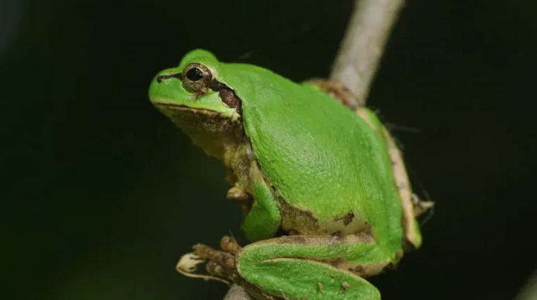  Las ranas son un caso interesante: algunas cambian de género espontáneamente, pero los científicos creen que esto se debe a un efecto de los pesticidas sobre su sexualidad 